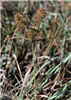 Redroot Flatsedge <i>Cyperus erythrorhizos</i>